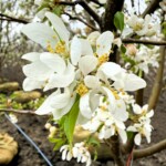 Malus Red Jewel Crabapple