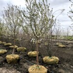 Malus Red Jewel Crabapple