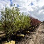 Malus Red Jewel Crabapple