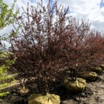 Malus Royal Raindrops Crabapple