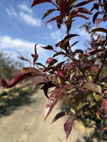 Malus 'Shotizam'