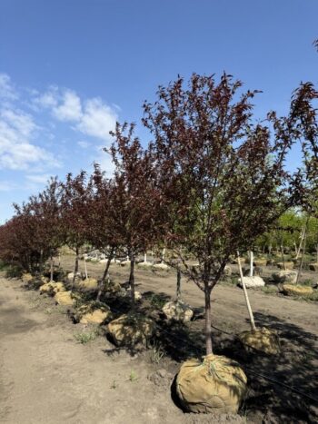 Malus 'Shotizam'