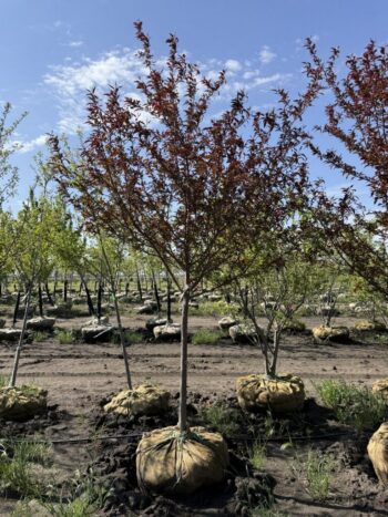 Malus 'Shotizam'