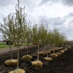 Malus Spring Snow Crabapple