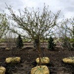 Malus sargentii 'Select A' (2)