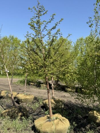 Metasequoia glyptostroboides
