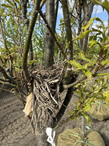 Oak with Nest