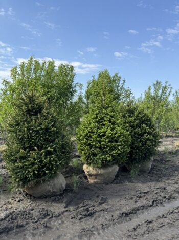 Picea abies