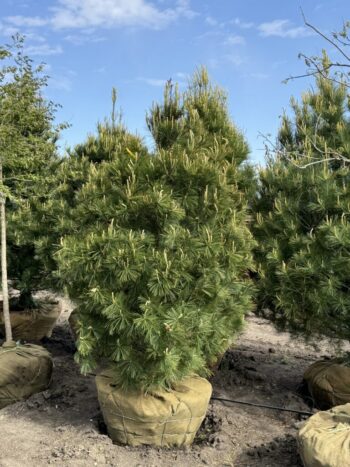 Pinus strobus