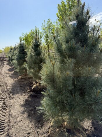 Pinus x 'Domingo'