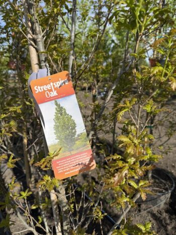 Quercus robur x Q. alba 'JFS-KW1QX'