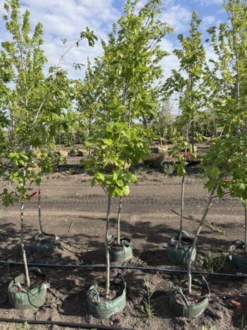 Quercus x macdanielli 'Clemons'