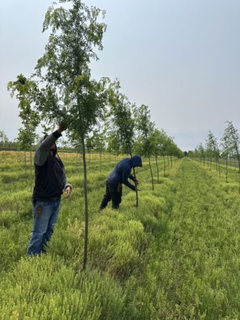 Our SGN Team at work crafting our trees