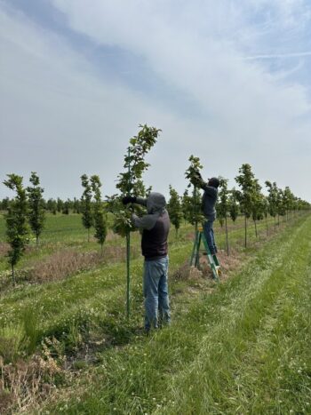 Our SGN Team at work crafting our trees