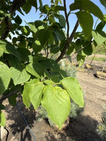 Syringa reticulata 'Ivory Silk'