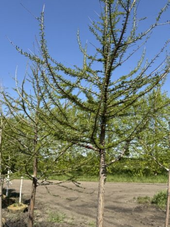 Taxodium distichum