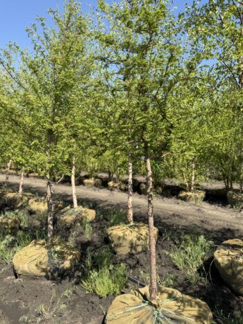 Taxodium distichum