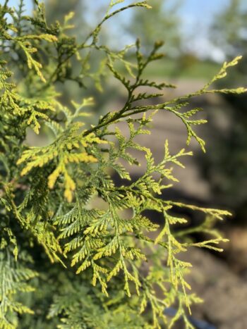 Thuja standishii x plicata 'Green Giant'