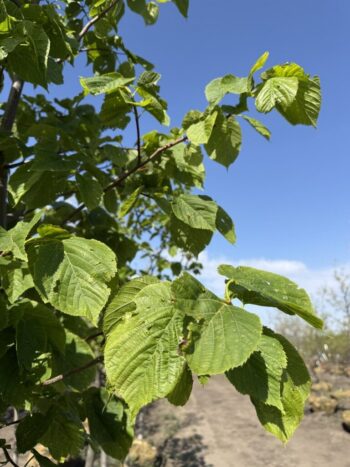 Tilia americana 'Redmond'