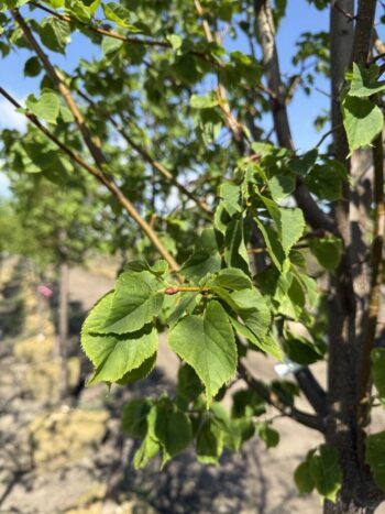 Tilia cordata 'Greenspire'