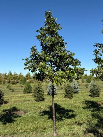 Quercus alba