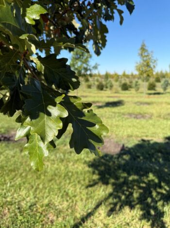 Quercus bicolor