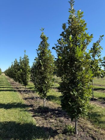 Quercus bicolor 'Bonnie and Mike'