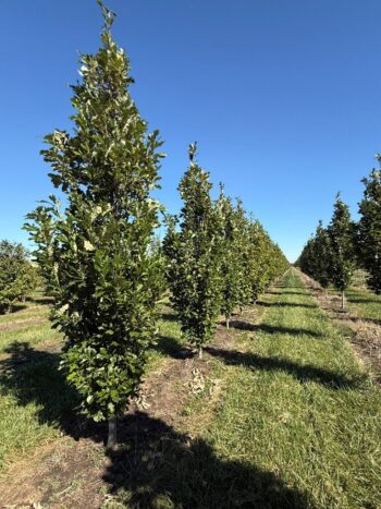 Quercus bicolor 'Bonnie and Mike'