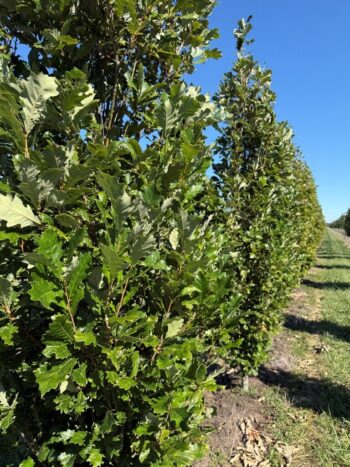 Quercus bicolor 'Bonnie and Mike'