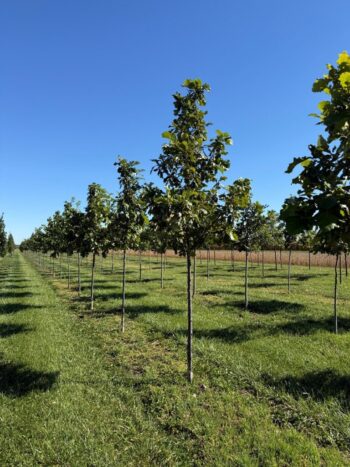 Quercus bicolor 'JFS-KW12'