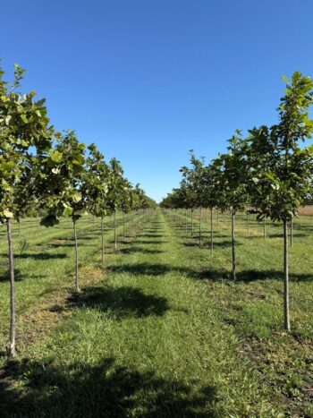 Quercus bicolor 'JFS-KW12'