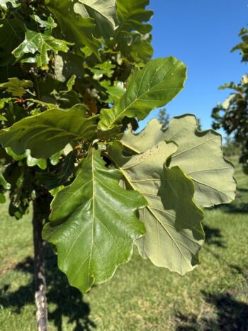 Quercus bicolor 'JFS-KW12'