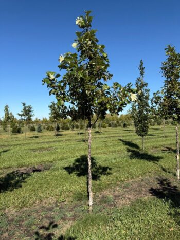 Quercus bicolor 'JFS-KW12'