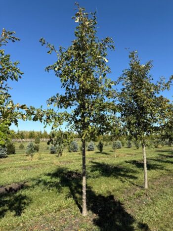 Quercus macrocarpa