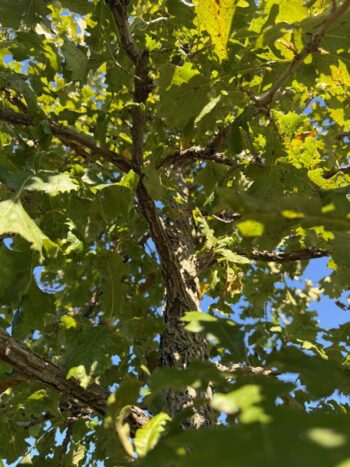 Quercus macrocarpa
