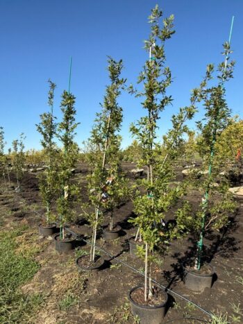Quercus robur x Q. alba 'JFS-KW1QX'