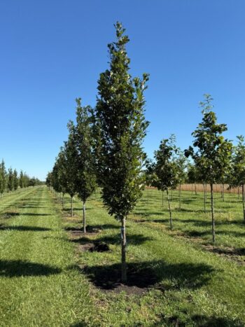 Quercus robur x Q. bicolor 'Long'