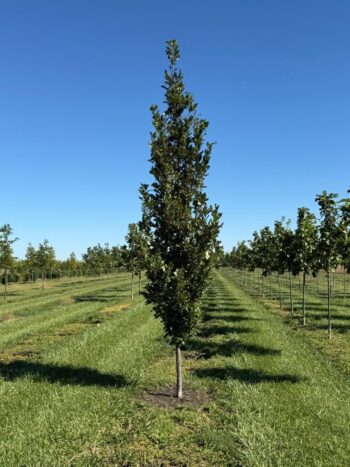 Quercus robur x Q. bicolor 'Nadler'