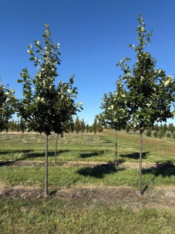 Quercus x macdanielli 'Clemons'