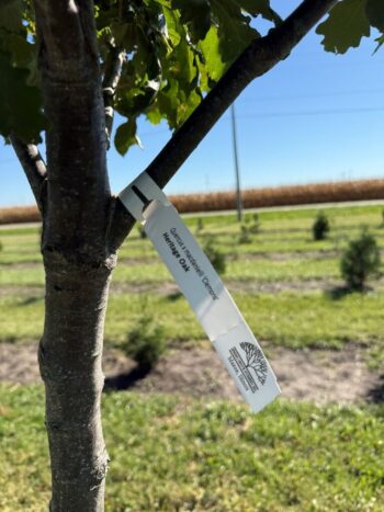 Quercus x macdanielli 'Clemons'