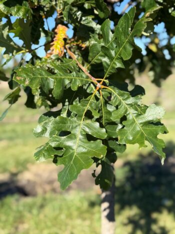 Quercus x macdanielli 'Clemons'