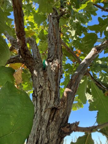 Quercus x macdanielli 'Clemons'