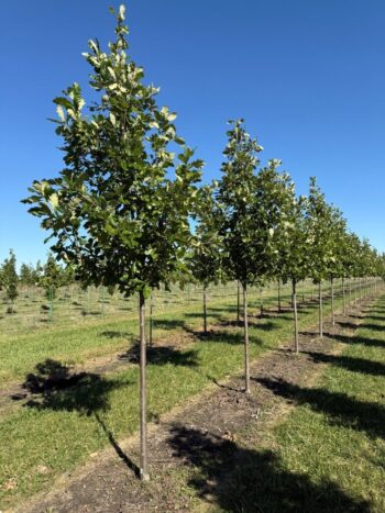 SGN Oaks