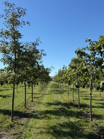 SGN Oaks