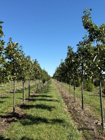 SGN Oaks