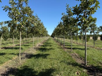 SGN Oaks