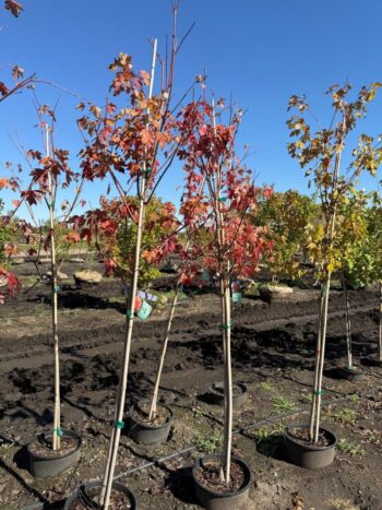 Acer rubrum 'Frank Jr'