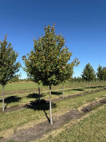 Acer rubrum 'Sun Valley'