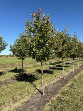 Acer rubrum 'Sun Valley'