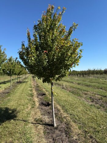 Acer rubrum 'Sun Valley'